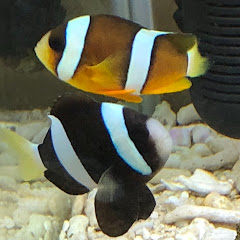 バナナハゼ