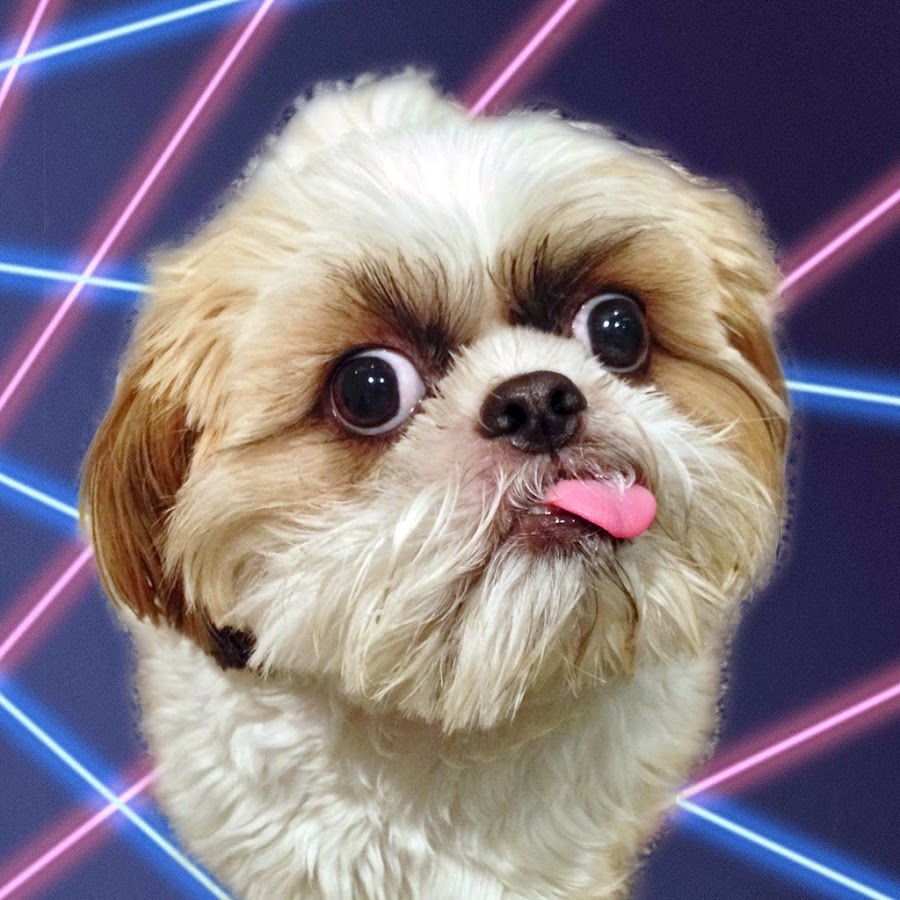 Cooper The Shih Tzu Youtube