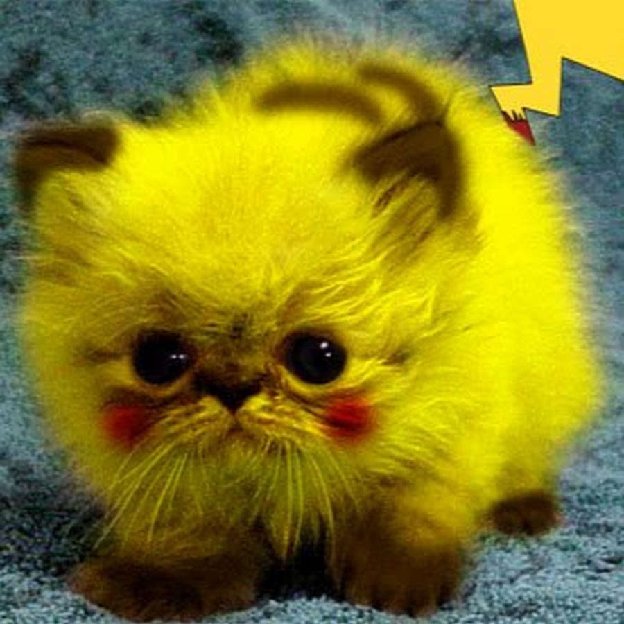 However, The Poor Cat Turned Yellow Funny Dogs And Cute Cats Cute Pets Memes - Y