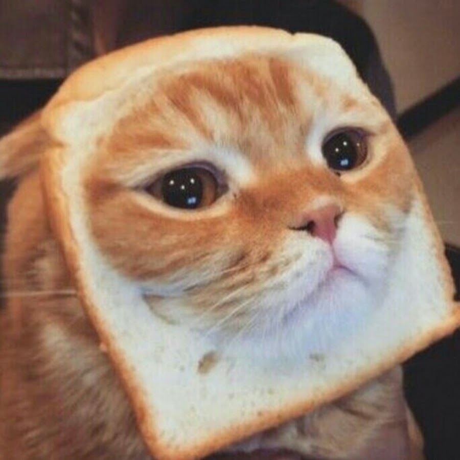 cats & toasts YouTube