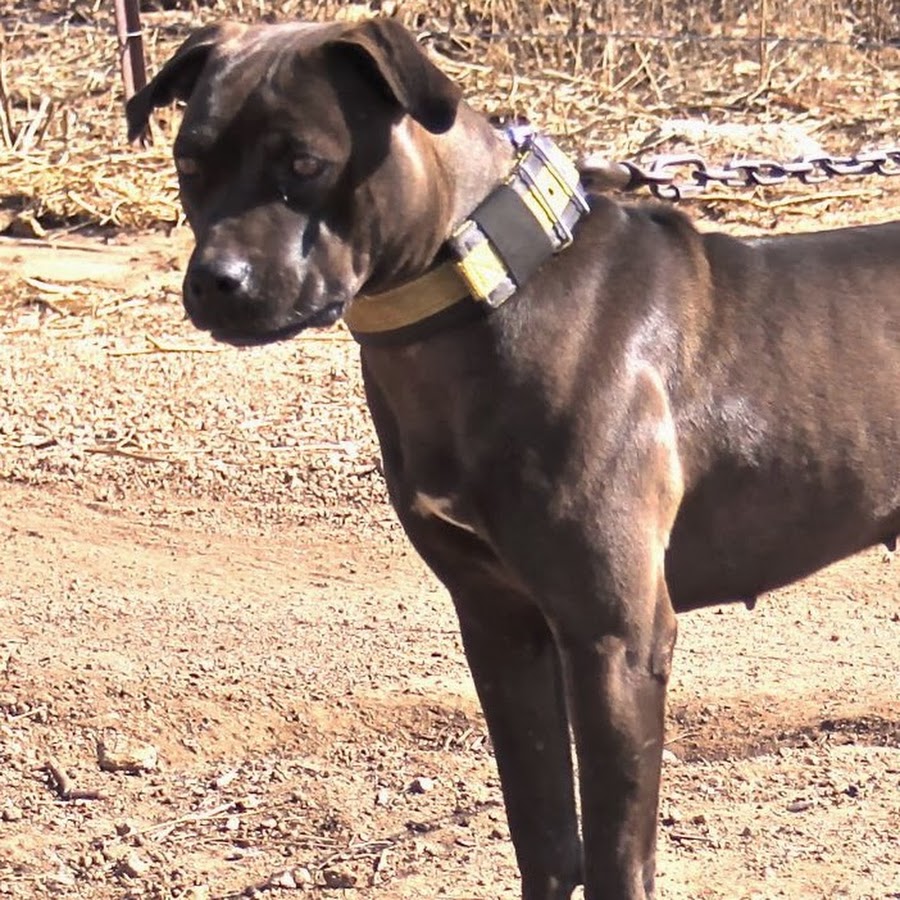 Running Blood Kennels YouTube