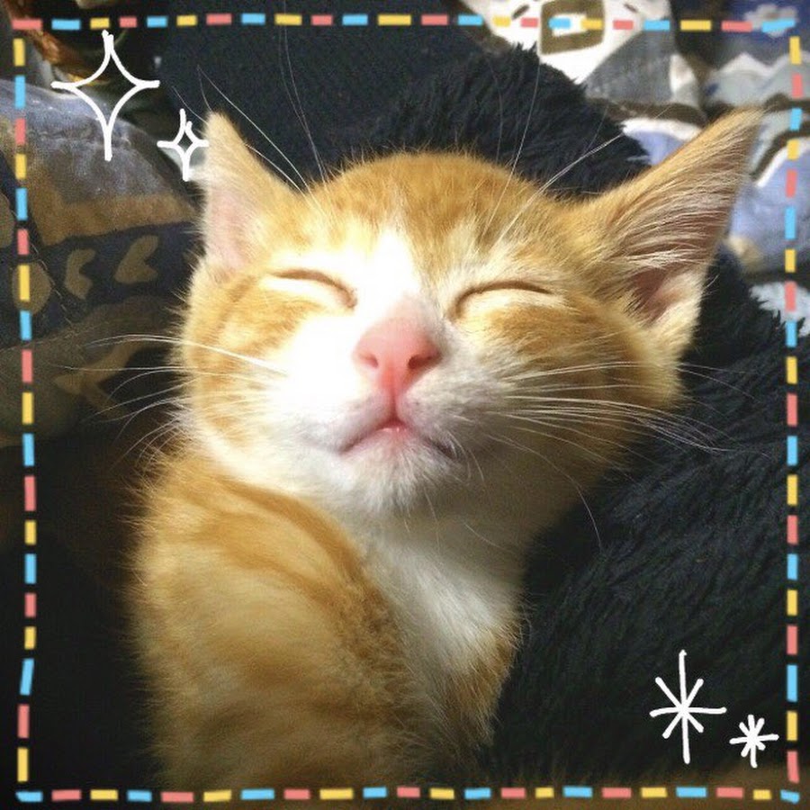 Cats Channel YouTube