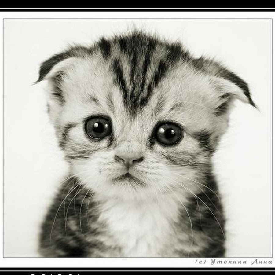 ������ ��������