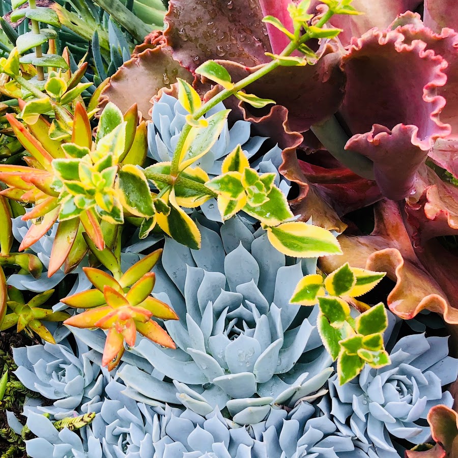 Groovy Plants Ranch YouTube