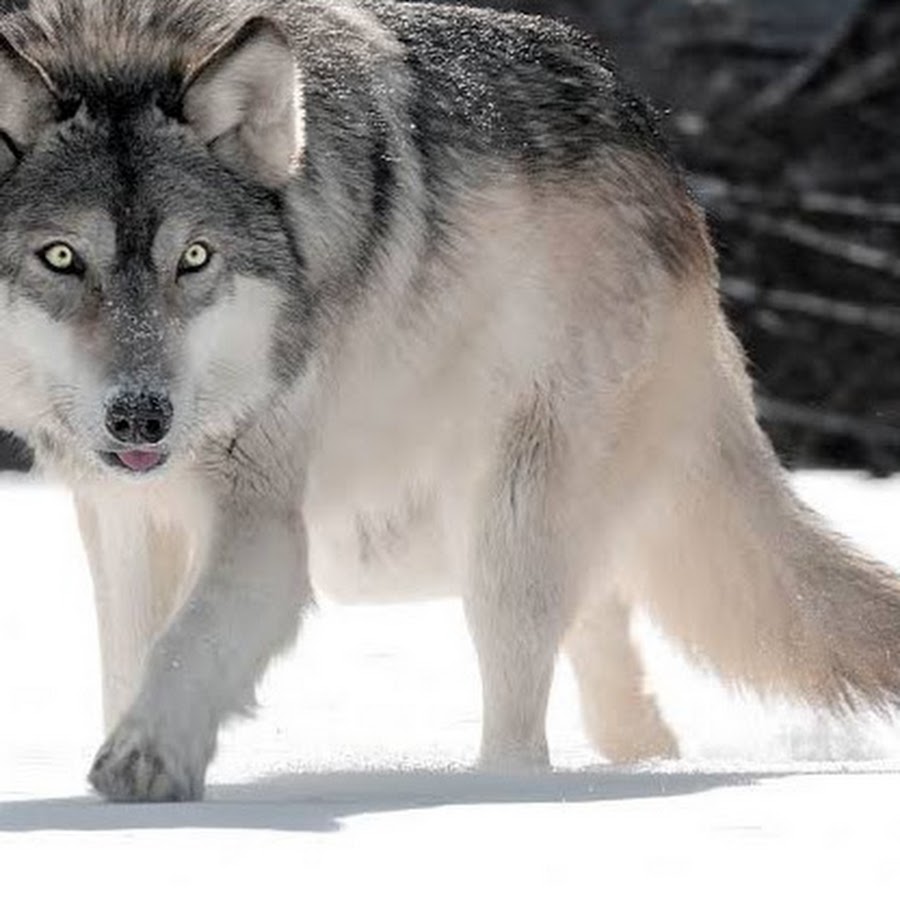 дикие животные волк. монгольский волк. казахстан аватарка. волк. волк на казахском языке.