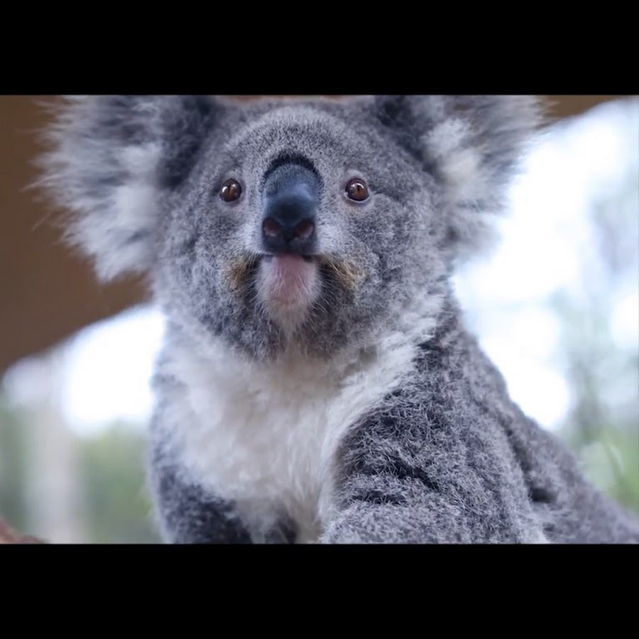 GREEN KOALA - YouTube