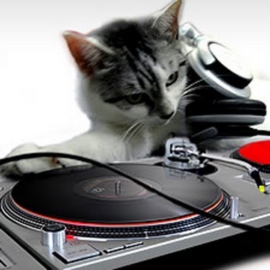 Кот диджей картинки