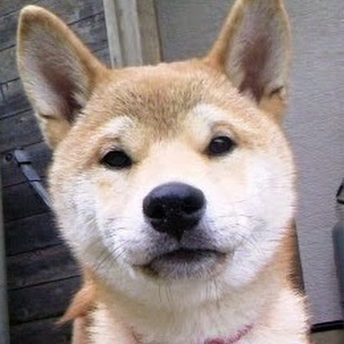 のんびり村内ワンの庭Shiba Inu Garden Net Worth & Earnings (2026)