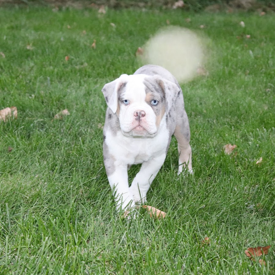 K2 Kennels Olde English Bulldogges YouTube