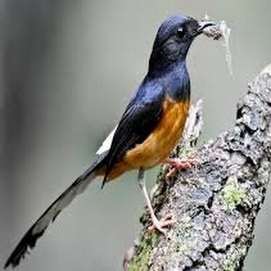 Pawang Burung Youtube