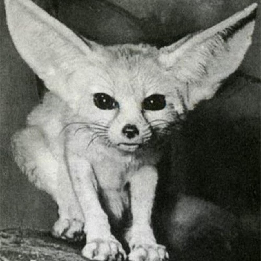 Черный фенек. Фенек альбинос. Фенек роммель. Домашняя лиса фенек. Черный фенек.