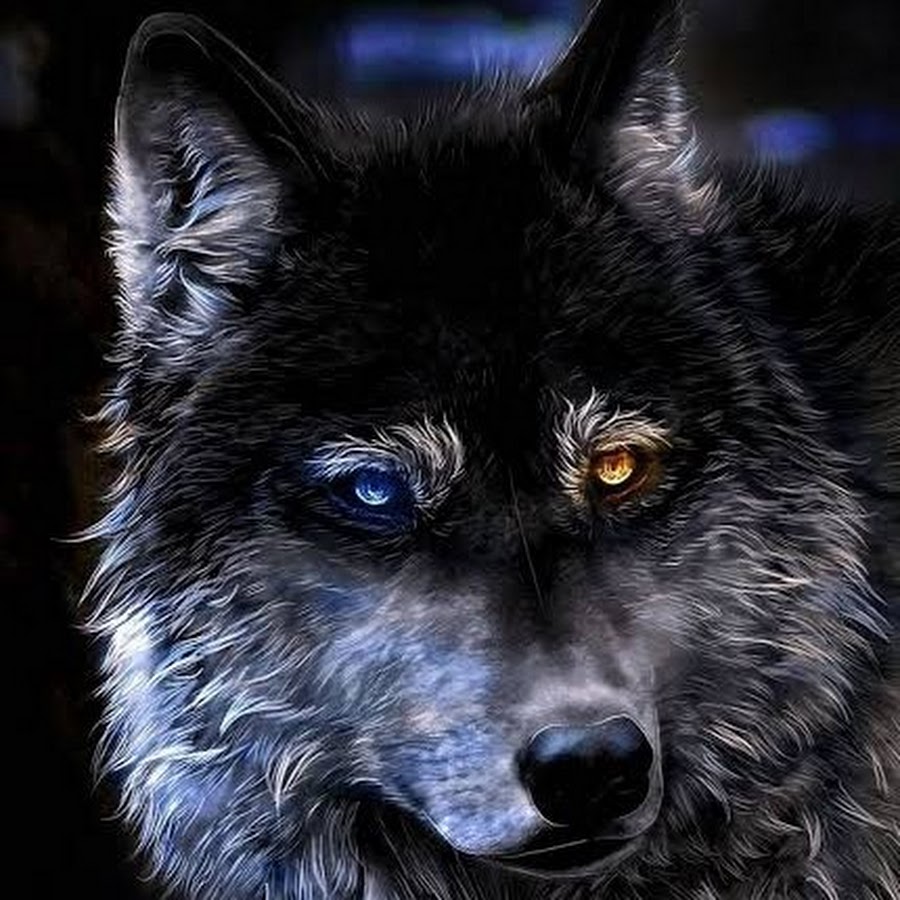 shadow night wolf - YouTube