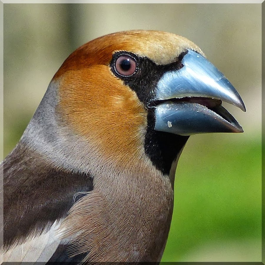Carduelis32 