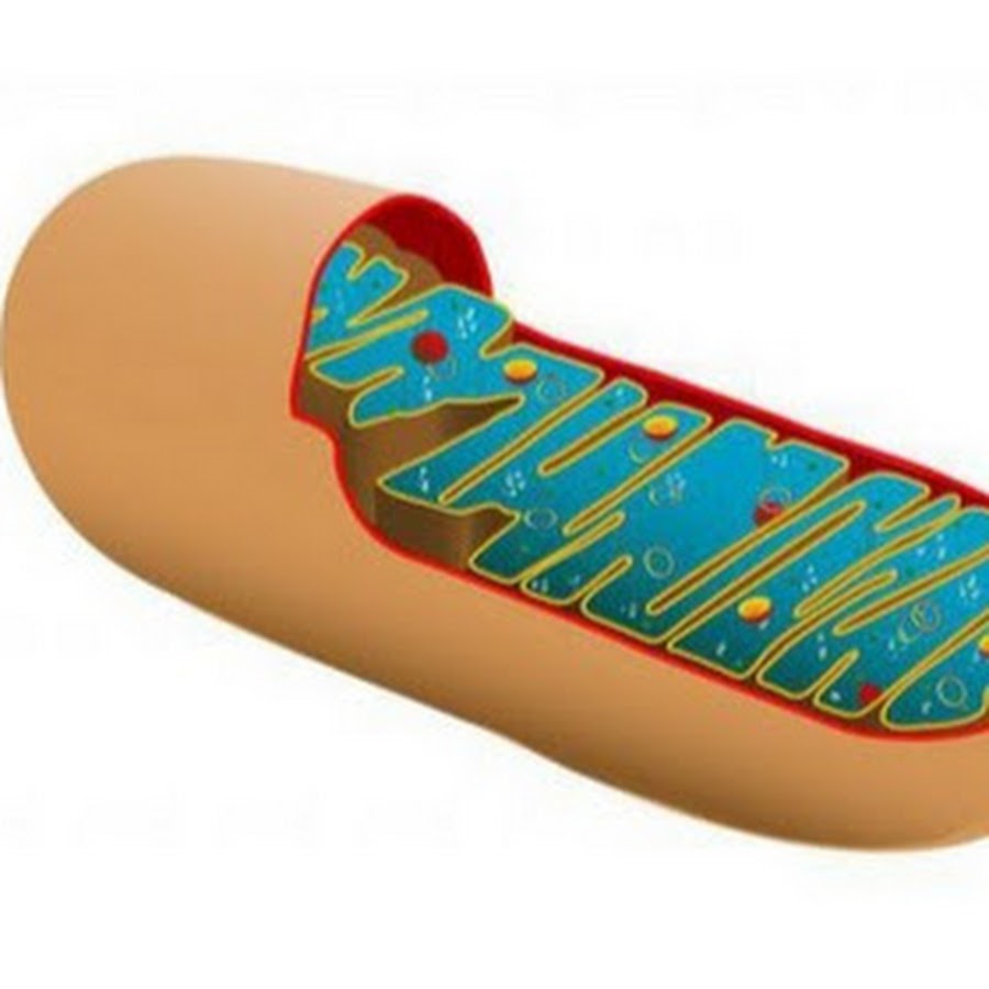 Клетка биология митохондрии. Митохондрии это в биологии. Митохондрия 8 класс. Структура строение функция митохондрии. Функции внутренней мембраны митохондрий.