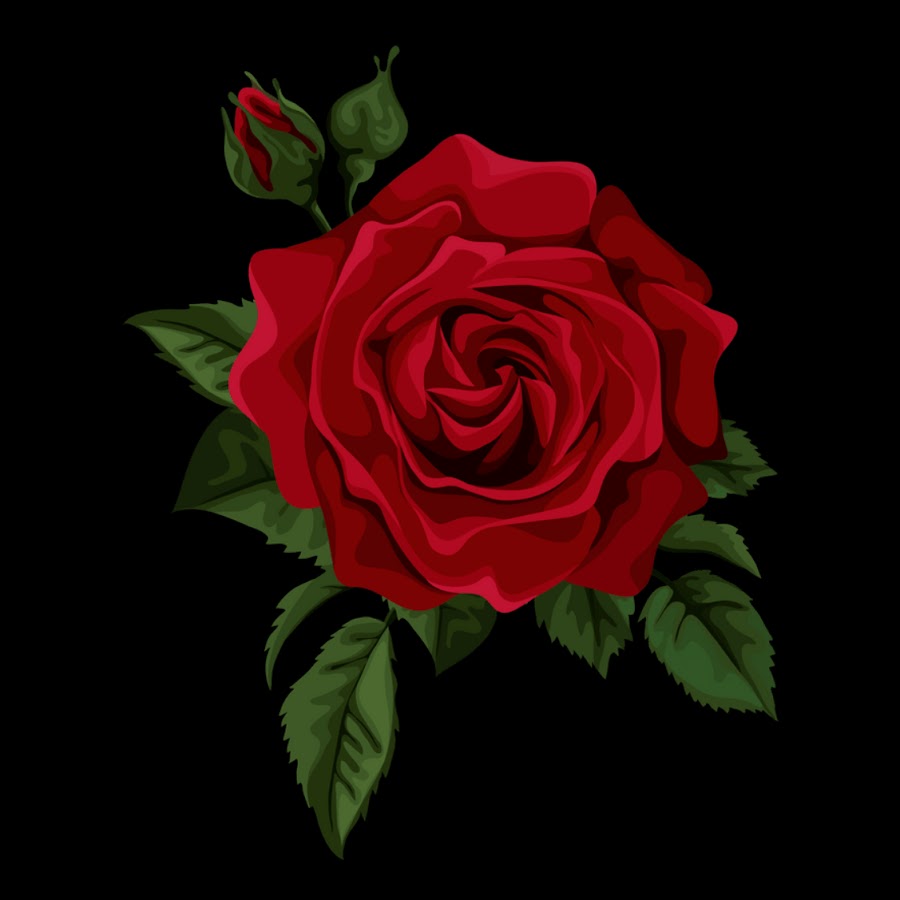 Песни круга красные розы. Красные розы. Розы на темном фоне. Красные цветы на черном фоне.