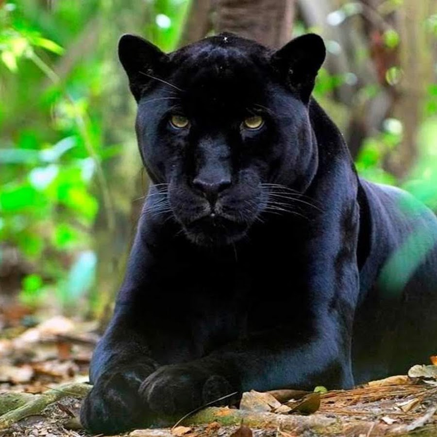 черное движение в сша. пайпер перри и негры. ягуар меланист. негры любят белых женщин. черный терьер (русский черный терьер).