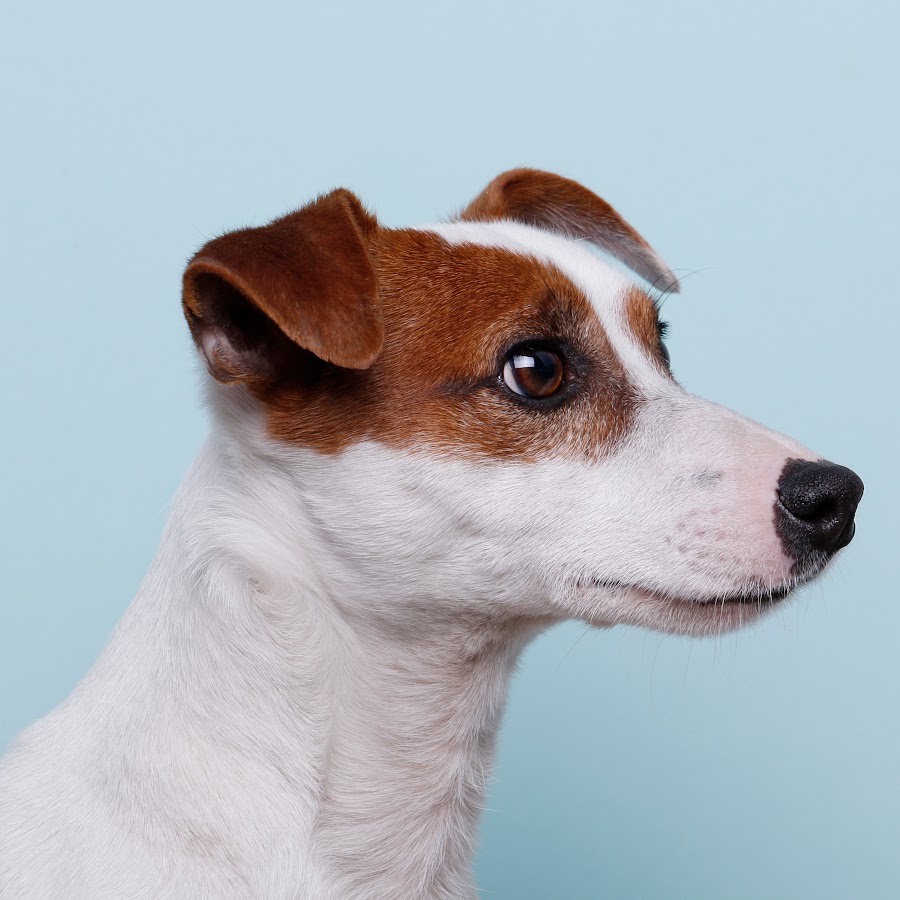 джек рассел 3 месяца. уши джек рассел терьера. купированный джек рассел. джек рассел. джек-рассел-терьер.