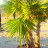 Palm TreeYT