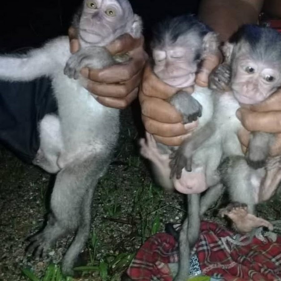 captive baby monkeys - YouTube