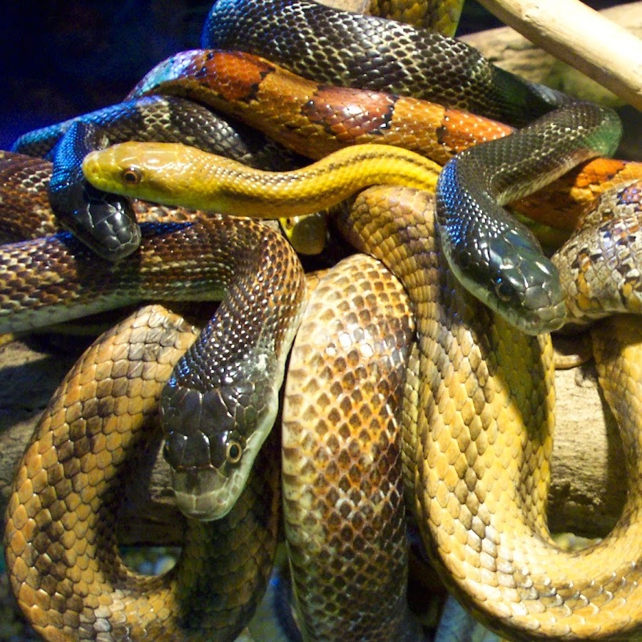 Reptile World Serpentarium YouTube