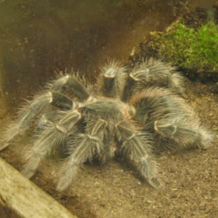 Руслан К Net Worth & Earnings (2026)