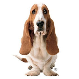 hush puppies dog Hush puppies