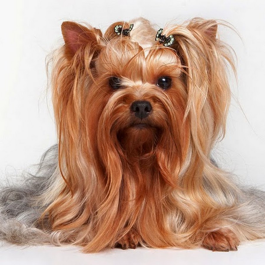 Йоркширский терьер здоровье. Ветеринар йорк. Йоркширский терьер здоровье. Бивер-йоркширский терьер. Ветеринар йоркшира.