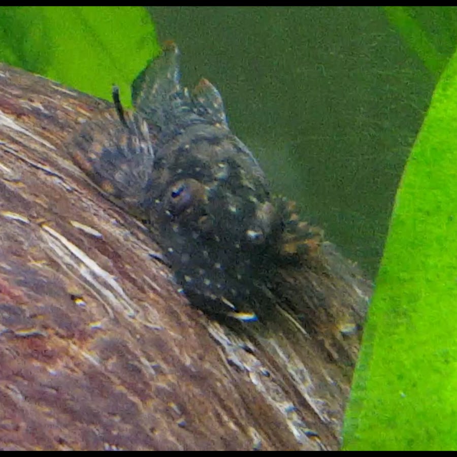 JM Aquatics - YouTube