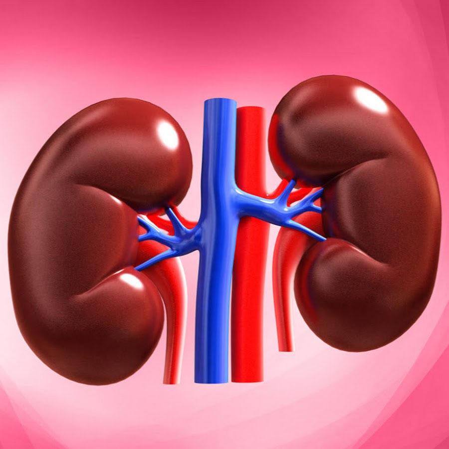 Kidney Treatment 