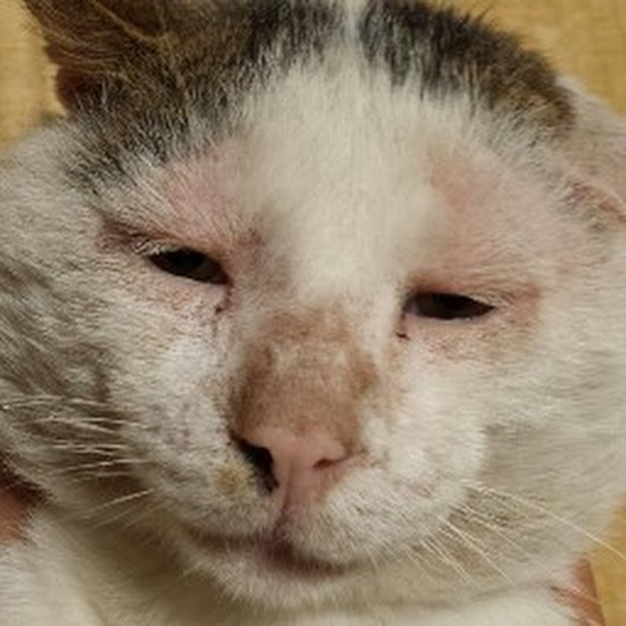 瀬戸口musasi - YouTube