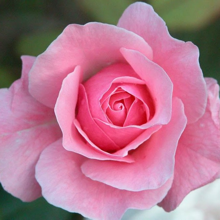 Rosa que. Rosa que. Пинк роуз. Розовые розы. Rosa que.