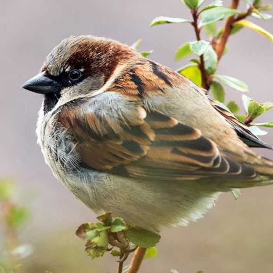 Воробей. Воробей птица. Птичка Воробушек. Крупный Воробей