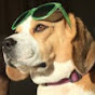 Ember The Beagle (ember-the-beagle)