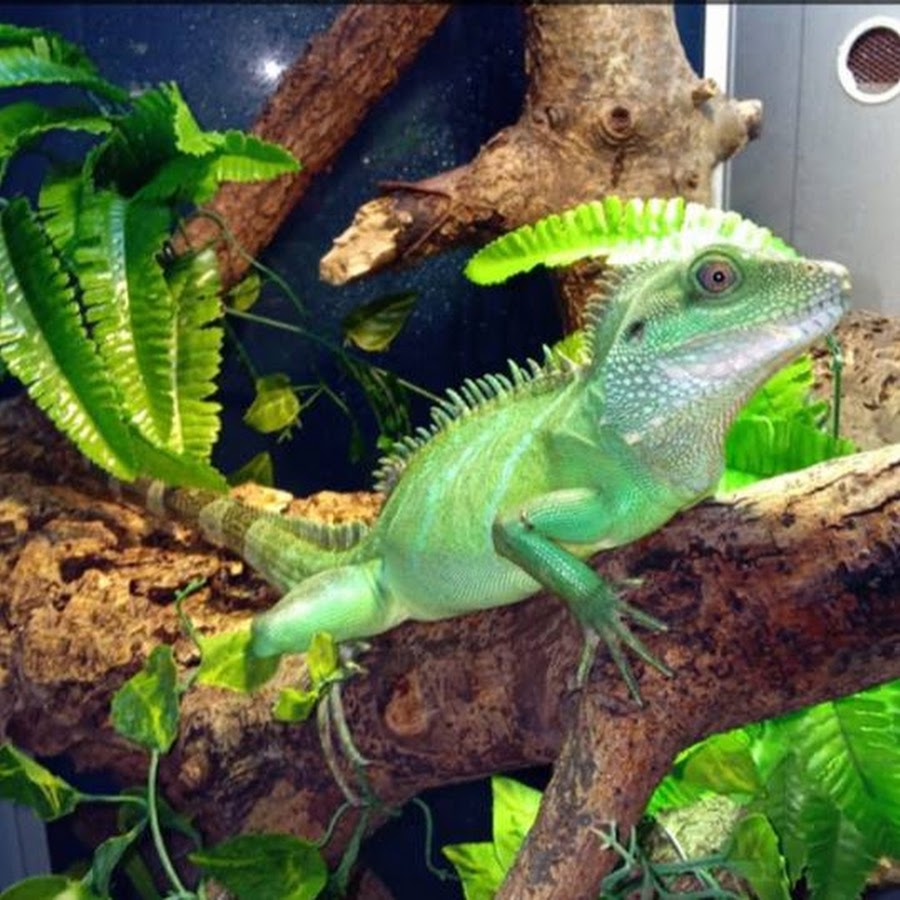 raptor reptile - YouTube