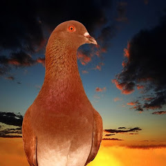 Burung Merpati Balap Youtube Stats Channel Statistics Analytics