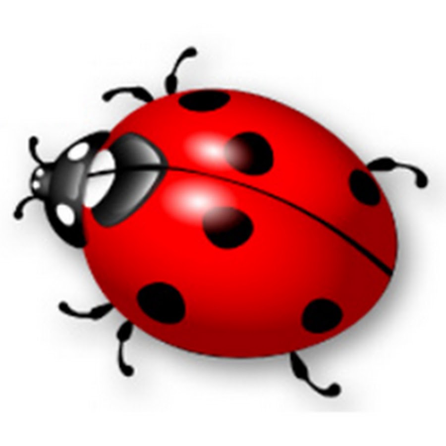 божья коровка без пятнышек. ). божья коровка для детей. коровка двухточечная (adalia bipunctata). детям о божьей коровке в детском саду.