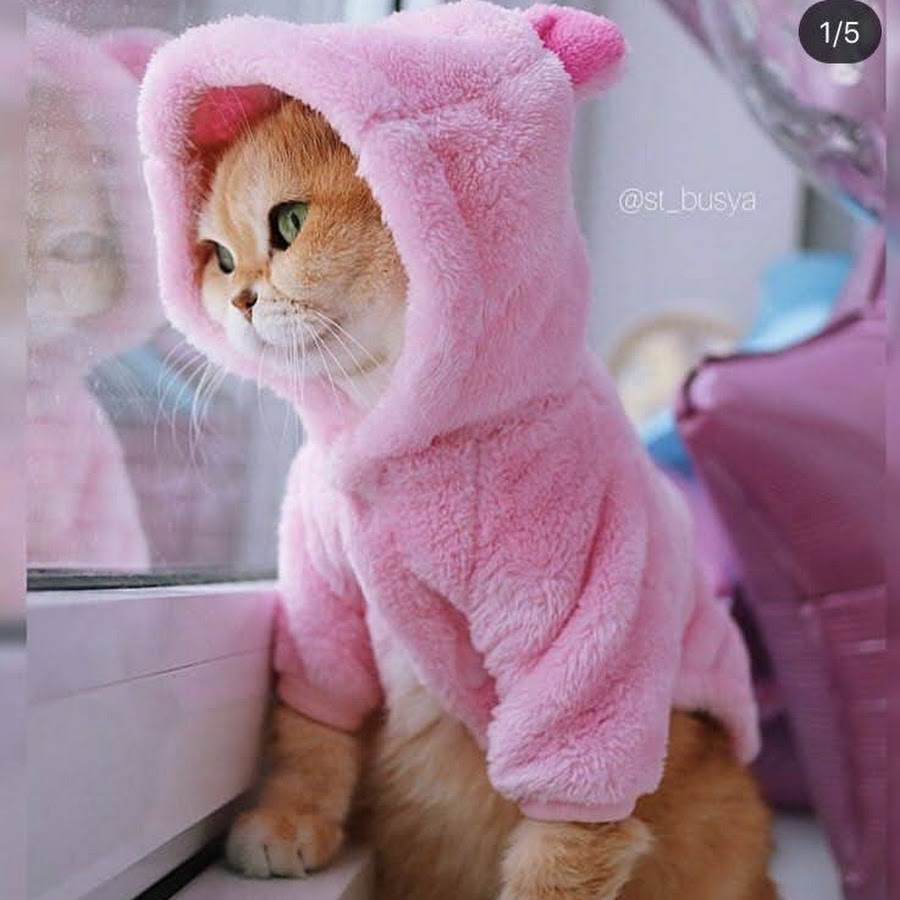 Включи про розового. Розовая кошка. Розовый котенок. Котик в розовой кофте. Розовые коты милые.