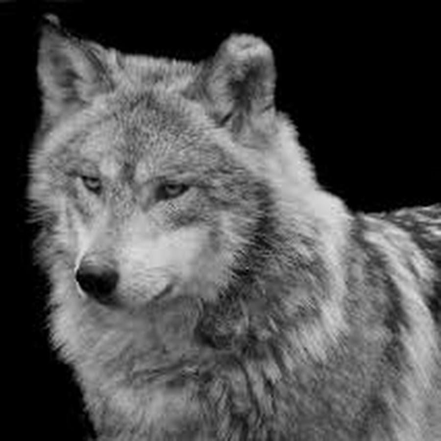 серебряный волк картинки. волки сербия. меха оборотни арты. греческий волк. фанфики серебряный волк.