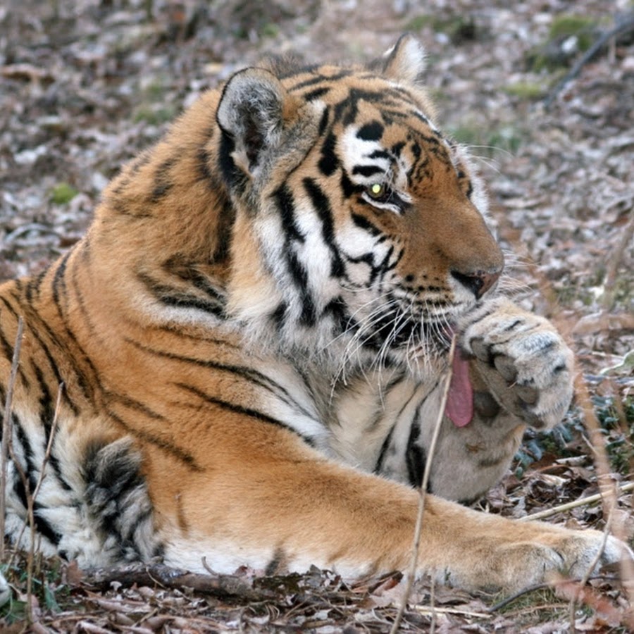 уссурийский тигр и амурский тигр. тигр спит сладко. амурский тигр в зоопарке. амурский тигр чучело. амурский (уссурийский) тигр.