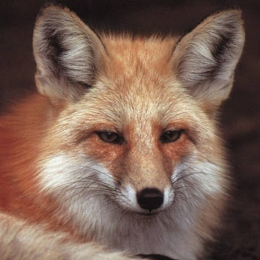 THEMRFOX. Lucky Fox. Max fox