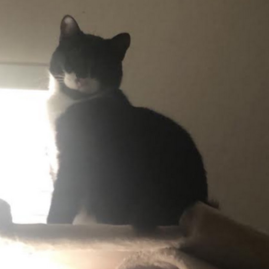 Strongest Cat YouTube