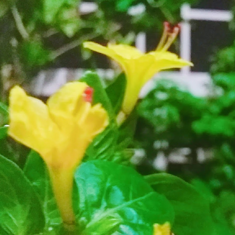 Smiley Garden Youtube