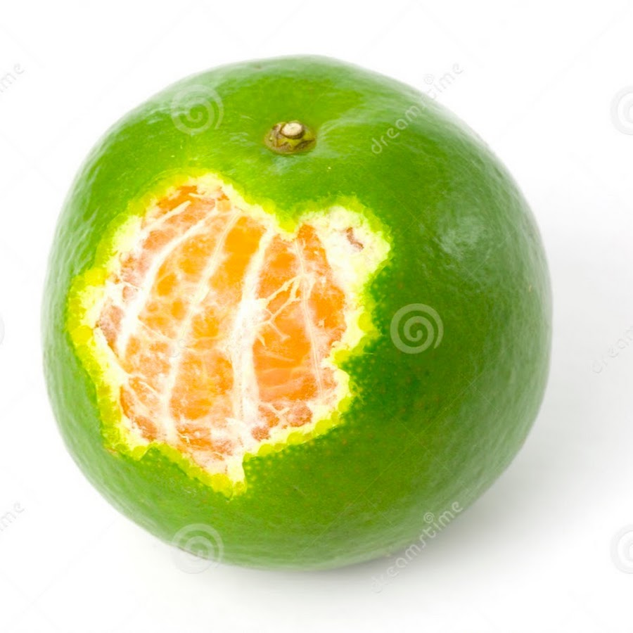 Грин мандарин. Зеленый мандарин. Неспелый мандарин. Неспелый апельсин. Мандарины зеленые на белом фоне.