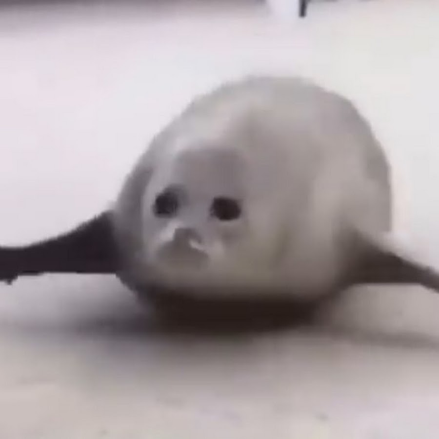 Sea Doggo YouTube