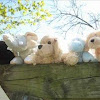 Mickmitzinic