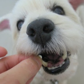 ���礦�� YouTube