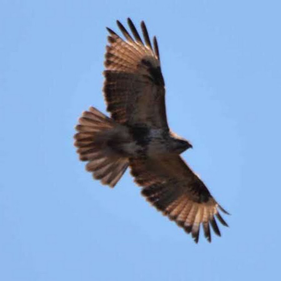 Yasuhiro Takemoto - YouTube