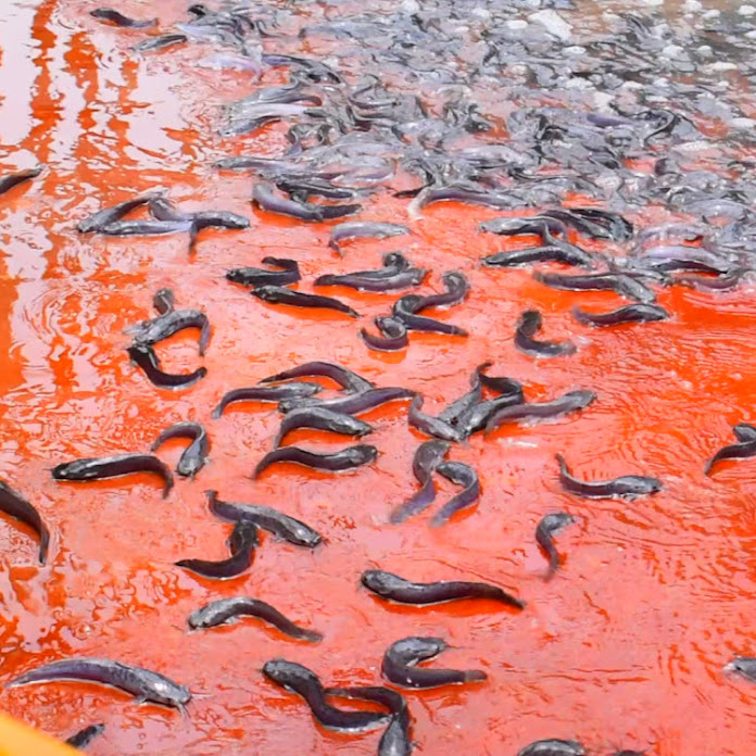 Fish World Net Worth & Earnings (2026)