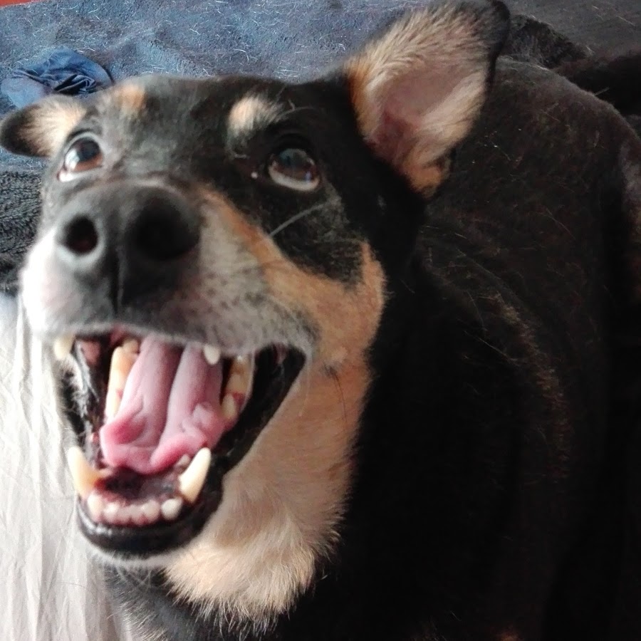 The Mad Max Dog Blog YouTube