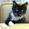 HOOTe Cat